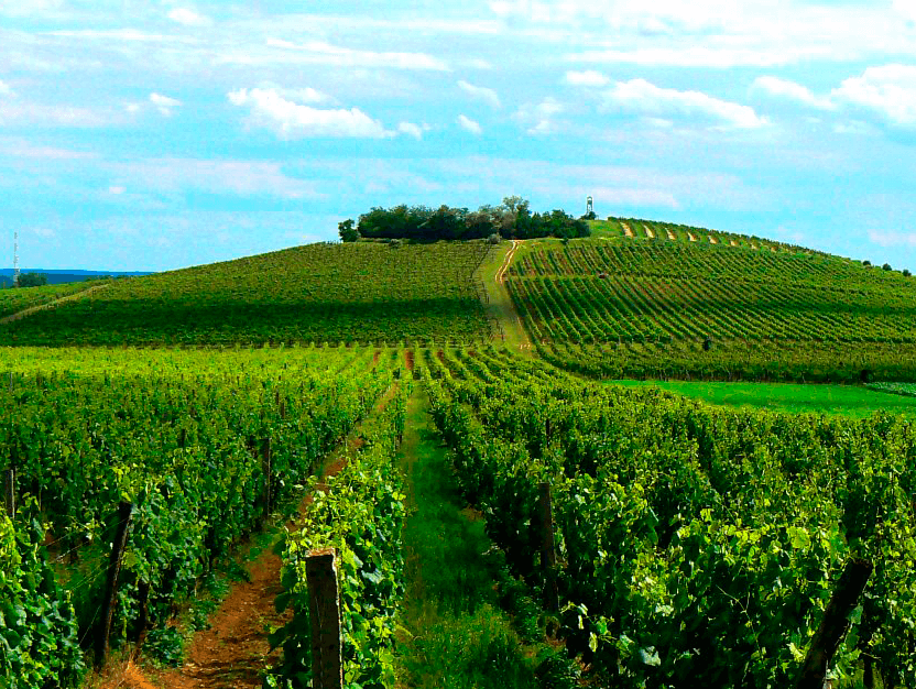 Bild av en vingård i Villányi, Ungern, där Kadarka trivs. 